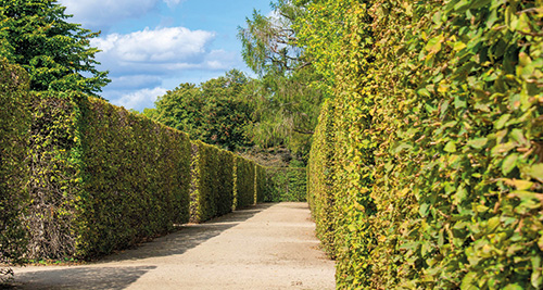 Wie hoch darf die Hecke sein?